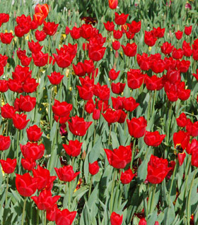 tulips in Istanbul