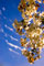 white cherry blossom against sky with streaky clouds