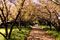 avenue of cherry trees in regent's park