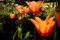 orange tulips in gardens at regent's park london