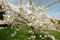 white cherry blossom in full bloom at Kew Gardens