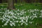 white daffodils in full bloom at Kew Gardens