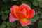 pink and apricot rose