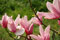 pink magnolia in bloom at Kew Gardens