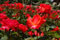 red roses in Regent's Park rose garden