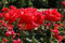 light red roses in Regent's Park rose garden