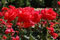 light red roses in Regent's Park rose garden