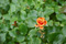 small solo deep yellow rose surrounded by green leaves