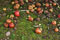 apples on the ground in orchard