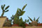 cacti on roof in puglia