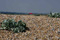 looking across the pebbled beach towards hut at Rye Harbour